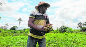 Agricultores enfrentam dificuldades para vender a produção