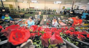 Pandemia de Covid-19 coloca em risco produção de flores no Ceará