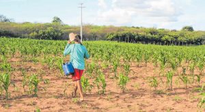 Chuvas ficam abaixo da média para 14% das cidades cearenses