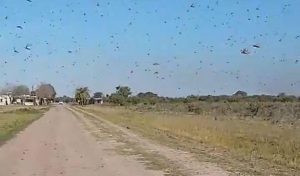 Chegada de nuvem de gafanhotos ao Brasil "é pouco provável", diz Ministério da Agricultura