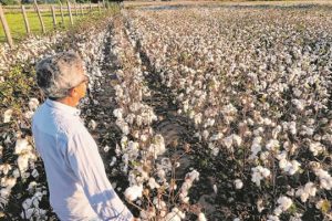 Cultura do algodão é retomada com boa estimativa de colheita no Ceará