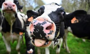 Vacas e cavalos viram fábricas de anticorpos contra novo coronavírus