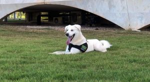 Michelle Bolsonaro adota cachorro para morar no Palácio da Alvorada