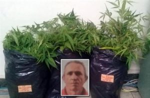 Agricultor preso em Jardim pela Polícia Civil com 90 pés de maconha