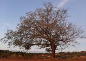 Associação de moradores do Mirandão salvam árvore centenária em Crato