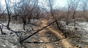 Parlamentares cearenses cobram mais rigidez do Governo em ações de combate às queimadas no País