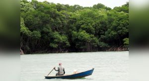 Pesquisa aponta presença de manguezais em pelo menos 22 municípios cearenses