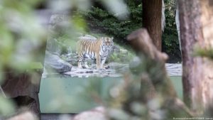 Tigre mata cuidadora na frente de visitantes em zoológico de Zurique