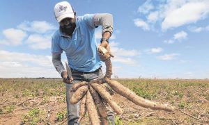 Praga ameaça safra de mandioca em Salitre, na região do Cariri