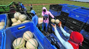 Importador de frutas do Ceará, Líbano pode ter negócios abalados devido a acidente