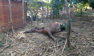 Ataque de abelhas italianas fere homem e mata cavalo e galinhas em Juazeiro do Norte