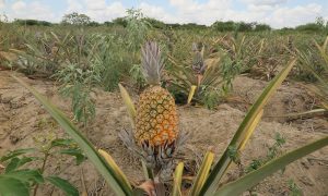 Produção de abacaxi volta a crescer em Santana do Cariri com regularidade das chuvas