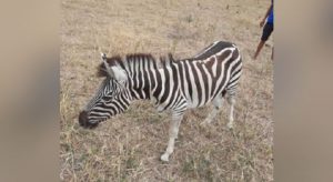 Moradores de Juazeiro do Norte dizem ter visto zebra e Polícia Ambiental procura suposto animal