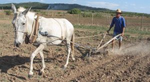 Entrega de sementes prevista para a primeira semana deste mês no Cariri ainda não começou