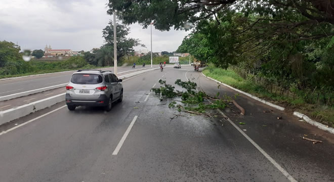 Galhas de árvore caem na Avenida entre Juazeiro e Barbalha e podem causar acidentes