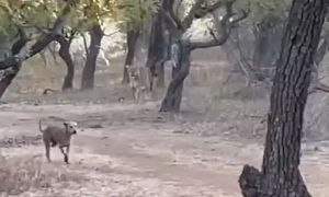 Vídeo mostra cachorro vira-lata enfrentando leoa, e saindo vivo