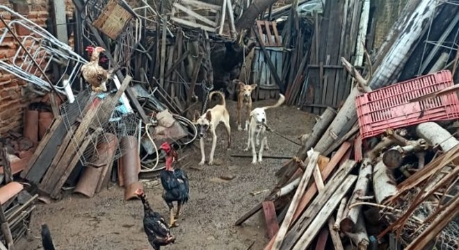 PM resgata cães acorrentados sofrendo maus-tratos e prende aposentado, em Icó