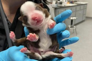 Cachorrinha nasce com seis patas e duas caudas, sobrevive e passa bem nos EUA