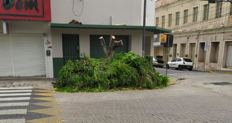 Árvore centenária é destruída no centro comercial de Juazeiro do Norte