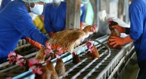 Rússia identifica primeiros casos da cepa H5N8 de gripe aviária em seres humanos