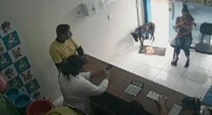 Cachorro de rua machucado entra em clínica veterinária e recebe atendimento, em Juazeiro