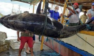 Atum azul gigante com 400 Kg é pescado no Rio Grande do Norte