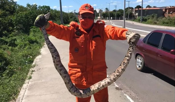 Jiboia de 2 metros é resgatada pelos bombeiros em Missão Velha, no Ceará