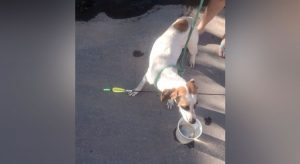 Cachorro é atingido por flecha e socorrido por vizinhos em MG