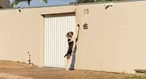 Cachorro é flagrado tocando campainha para entrar em casa e viraliza