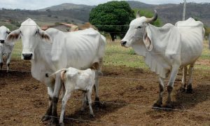 Casos de 'vaca louca' não representam riscos ao gado brasileiro, diz OIE