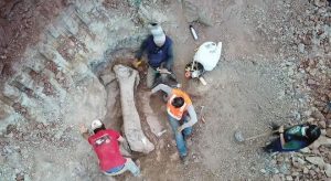 Fóssil de dinossauro gigante é achado em obra de ferrovia no Maranhão