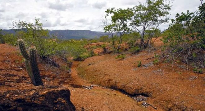 Ceará foi o estado que mais perdeu formações florestais da caatinga, diz levantamento