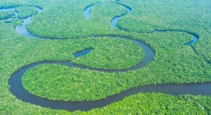 Floresta tropical tem declínio de mais de 70% de populações de aves em 40 anos