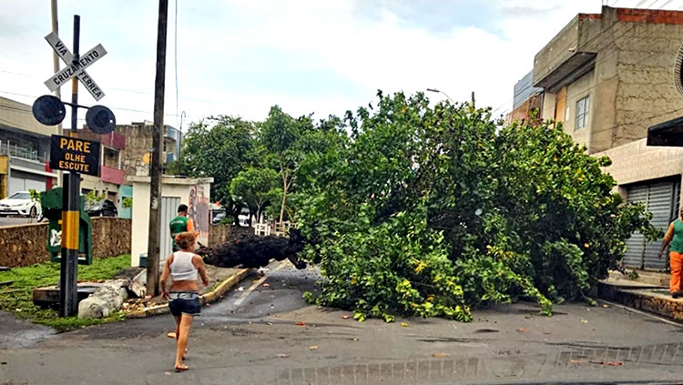 Chuva Provoca Queda De Rvore Na Avenida Carlos Cruz Em Juazeiro Do